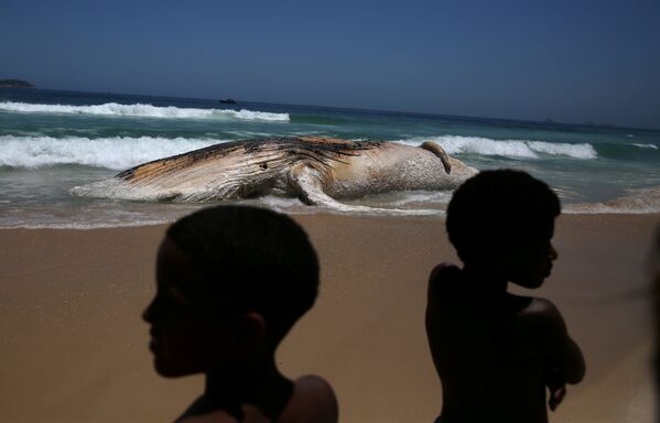 Рио-де-Жанейродогу (Бразилия) Ипанема жээгинде өлгөн кит - Sputnik Кыргызстан
