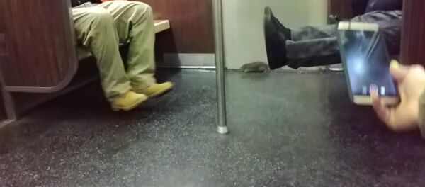 Крыса в метро Нью-Йорка довела до истерики американцев — смешное видео Крыса в метро Нью-Йорка довела до истерики американцев — смешное видео - Sputnik Кыргызстан