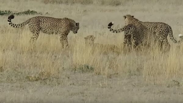 Четверо против одной — яростная схватка гепардов попала на видео - Sputnik Кыргызстан