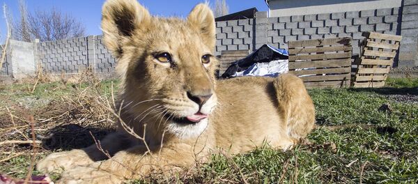 Бишкекте жетеленип жүргөн арстандын күчү Ак жолтой азыр кайда? Видео - Sputnik Кыргызстан