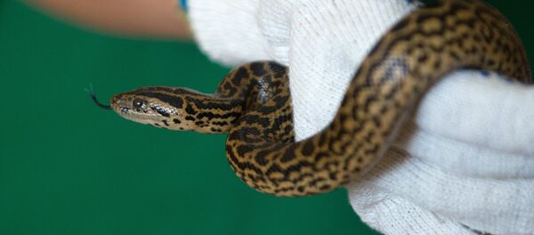 Птенцы страусов эму и детеныши парагвайской анаконды в Ленинградском зоопарке - Sputnik Кыргызстан