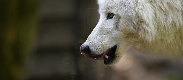 Волк. Архивное фото - Sputnik Кыргызстан