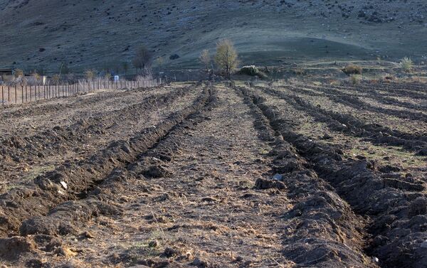 На территории дома-интерната для престарелых и людей с инвалидностью в Чуйской области посадили 1 500 фруктовых деревьев - Sputnik Кыргызстан