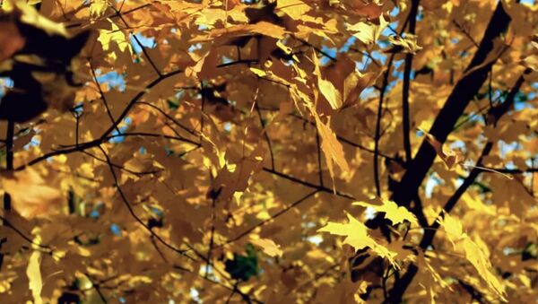 Осенний вальс — Примбердиев спел песню, написанную Атамбаевым - Sputnik Кыргызстан
