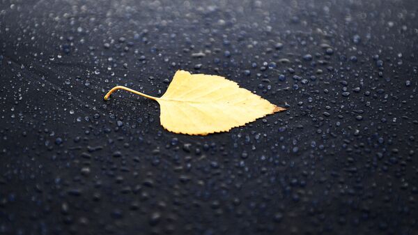Лист в луже во время дождя. Архивное фото - Sputnik Кыргызстан