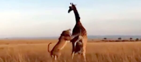 Лев обхитрил жирафа и напал на его детеныша — видео - Sputnik Кыргызстан