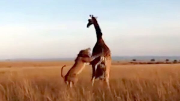 Лев обхитрил жирафа и напал на его детеныша — видео - Sputnik Кыргызстан