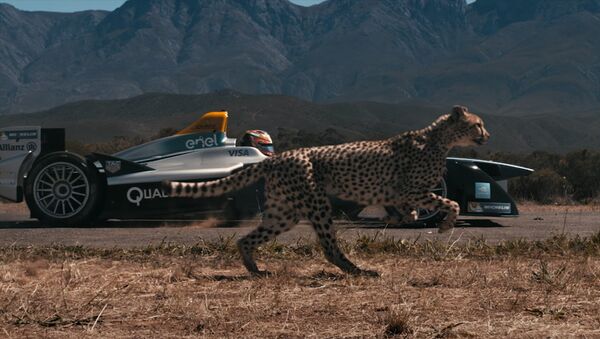 Кто быстрее: гепард или гоночный болид? Захватывающее видео - Sputnik Кыргызстан