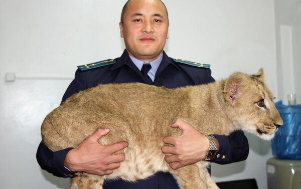 Во время осмотра ветеринары установили, что животное не страдает никакими заболеваниями и содержалось в хороших условиях. - Sputnik Кыргызстан