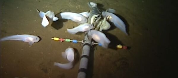 Найдена самая глубоководная рыба в мире — видео из Марианской впадины - Sputnik Кыргызстан