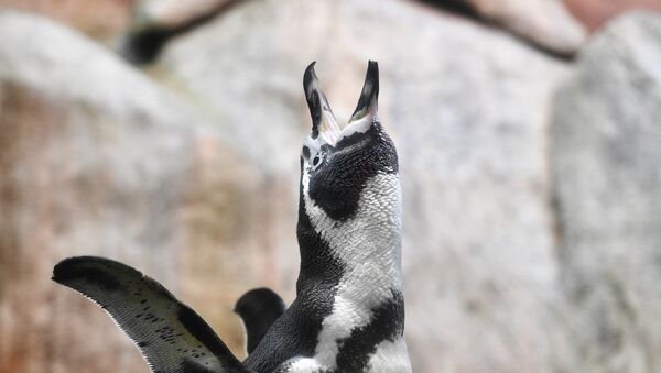 В Московском зоопарке появились птенцы пингвинов Гумбольдта - Sputnik Кыргызстан