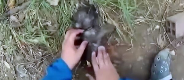 Вьетнамда сууга чөккөн күчүктү жасалма дем алдырып сактап калышты - Sputnik Кыргызстан