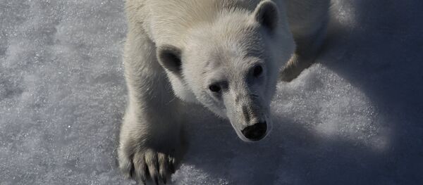 Белый медведь. Архивное фото - Sputnik Кыргызстан