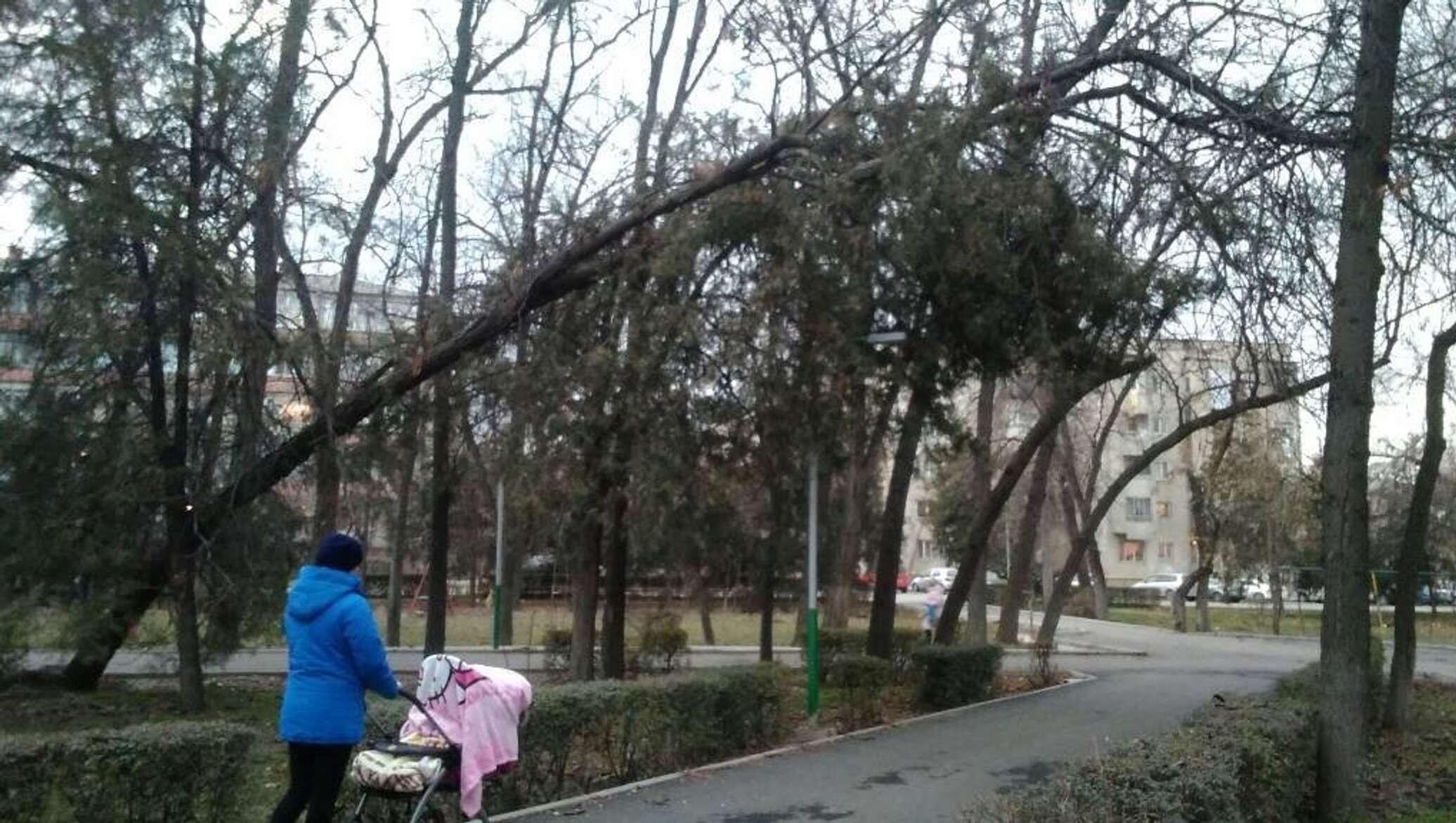 В сквере росли 35 деревьев 5 7. Цветение Сакуры в Керчи. Сакура в Керчи. КНДР портрет наводнение. Бог разрушения Кореи.