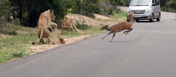 Арстандардын үстүнөн секирген антилопа жырткычтардын чеңгелине түшүп калды - Sputnik Кыргызстан
