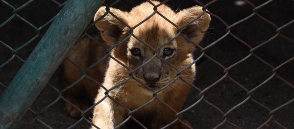 Львенок в зоопарке. Архивное фото - Sputnik Кыргызстан