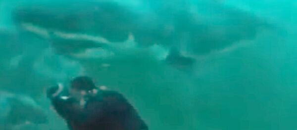 Громадная акула чуть не откусила голову водолазу — видео из ЮАР - Sputnik Кыргызстан