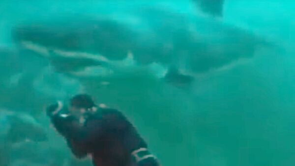 Громадная акула чуть не откусила голову водолазу — видео из ЮАР - Sputnik Кыргызстан