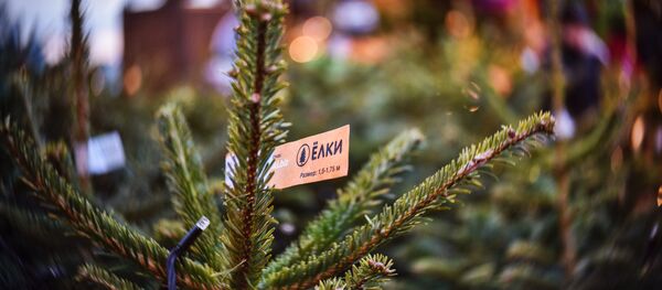 Продажа ёлок. Архивное фото - Sputnik Кыргызстан