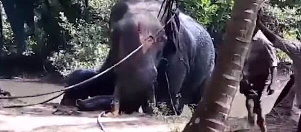 Индияда баткакка баткан пилди айыл эли баарылап араң алып чыкты. Видео - Sputnik Кыргызстан