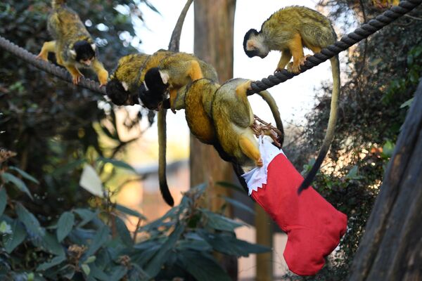 Лондон зоопаркындагы маймылдар баштыктан таттууларды издеп жатышат - Sputnik Кыргызстан