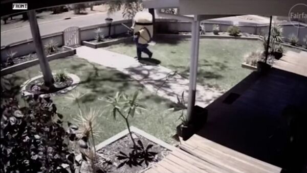Огромный миньон стащил кусок газона у австралийца — видео кражи века - Sputnik Кыргызстан