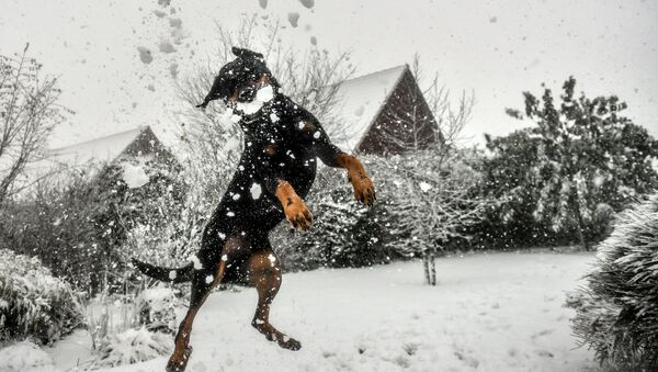 Собака играется со снегом. Архивное фото - Sputnik Кыргызстан
