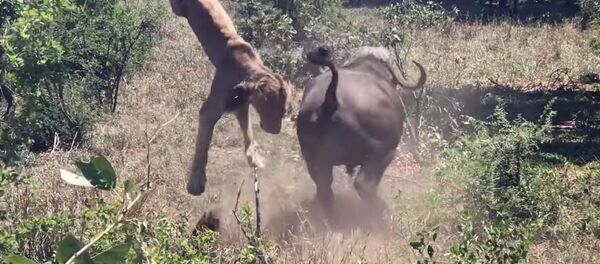 Буйвол напал на львицу и подбросил рогами в воздух — видео из ЮАР - Sputnik Кыргызстан