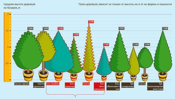 Цены на елки к Новому году в Бишкеке - Sputnik Кыргызстан