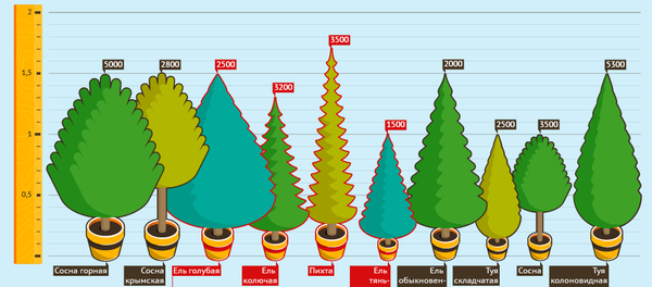 Цены на елки к Новому году в Бишкеке - Sputnik Кыргызстан