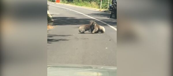 Коалы подрались посреди трассы, а водители их ждали, — забавное видео - Sputnik Кыргызстан