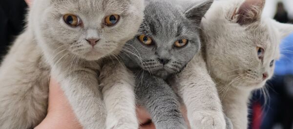 Кошки. Архивное фото - Sputnik Кыргызстан