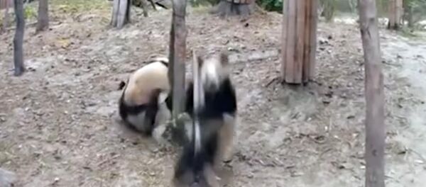 Панда помешала уединению сородичей, упав с дерева - Sputnik Кыргызстан