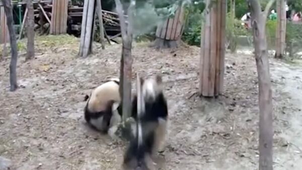 Панда помешала уединению сородичей, упав с дерева - Sputnik Кыргызстан