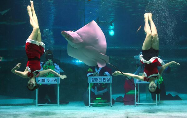 Дайверы в костюмах Санта-Клаусов в океанариуме COEX в Сеуле, Южная Корея. - Sputnik Кыргызстан