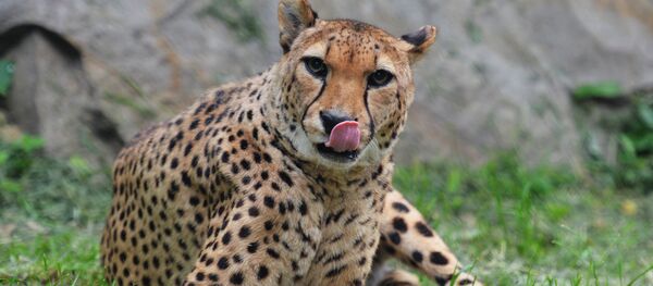 Московский зоопарк - Sputnik Кыргызстан