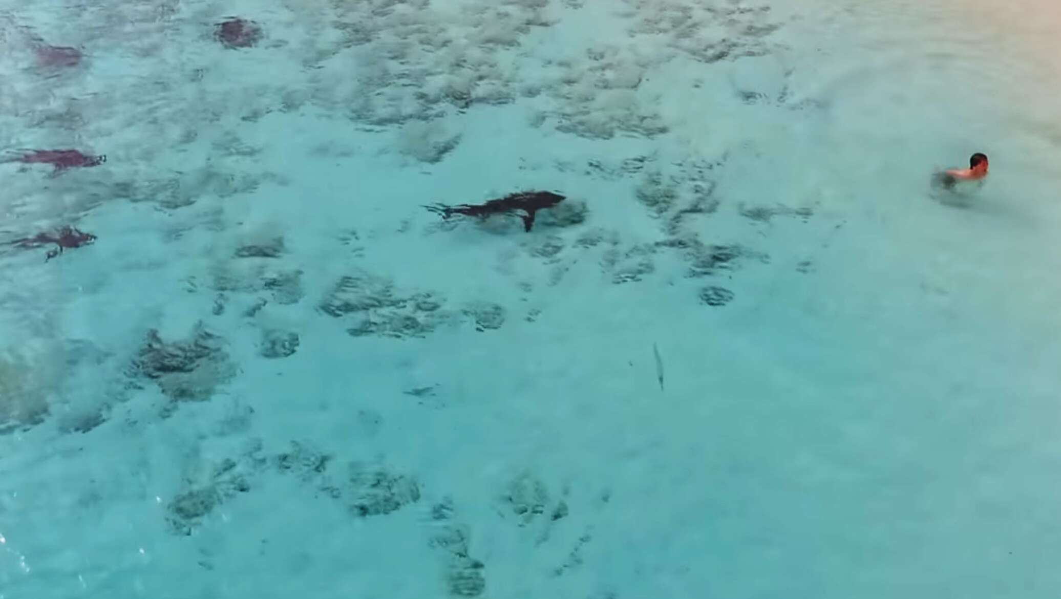 Нападение акулы на мальдивах. Нападение акул на Мальдивах. Багамские острова акулы. На Багамах акула напала.