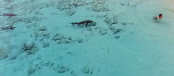 Мальчик чудом спасся от четырех акул — видео Мальчик чудом спасся от четырех акул — видео - Sputnik Кыргызстан