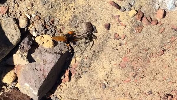 Видео смертельной схватки паука и шершня появилось в Интернете - Sputnik Кыргызстан
