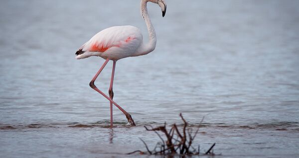 Розовый фламинго на берегу озера Иссык-Куль - Sputnik Кыргызстан