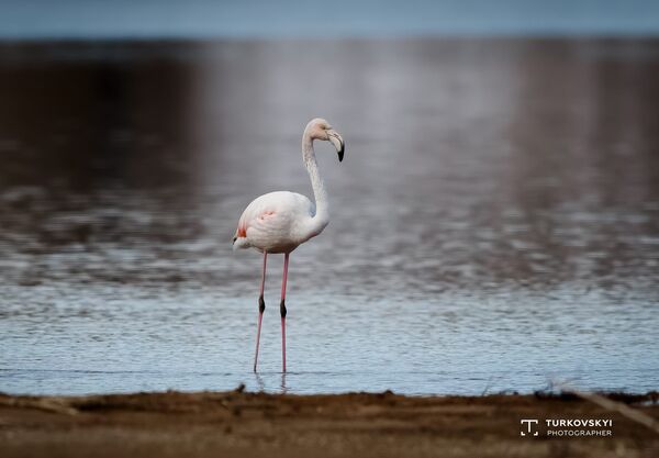 Розовый фламинго на берегу озера Иссык-Куль - Sputnik Кыргызстан