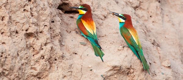 Редкие птицы, обитающих в Кыргызстане на снимках фотографа Ивана Турковского - Sputnik Кыргызстан