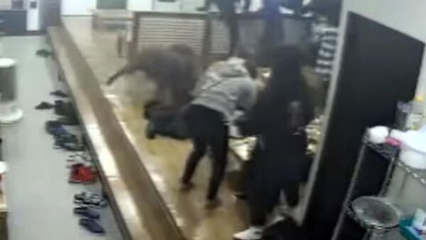 В Южной Корее кабан-террорист напал на посетителей кафе — видео - Sputnik Кыргызстан