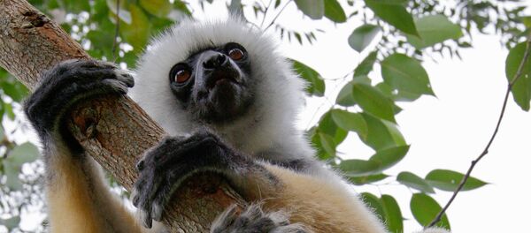 Остров Мадагаскар - Sputnik Кыргызстан