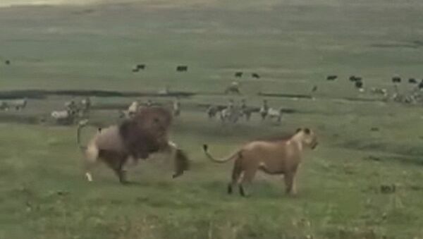 Отважный пес напугал льва, гулявшего с львицей, — видео из Танзании - Sputnik Кыргызстан