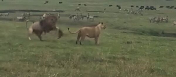 Отважный пес напугал льва, гулявшего с львицей, — видео из Танзании - Sputnik Кыргызстан