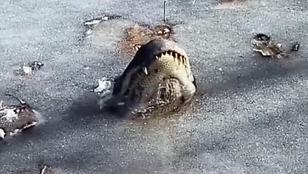 Аллигаторы вмерзли в лед в одном из парков США Alligatory vmerzli v led v SSHA - Sputnik Кыргызстан