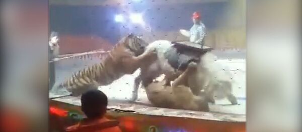 В китайском цирке тигр и лев напали на лошадь на глазах у зрителей — видео - Sputnik Кыргызстан