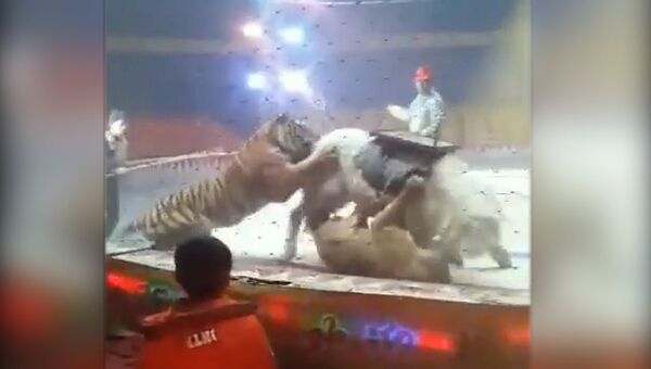 В китайском цирке тигр и лев напали на лошадь на глазах у зрителей — видео - Sputnik Кыргызстан