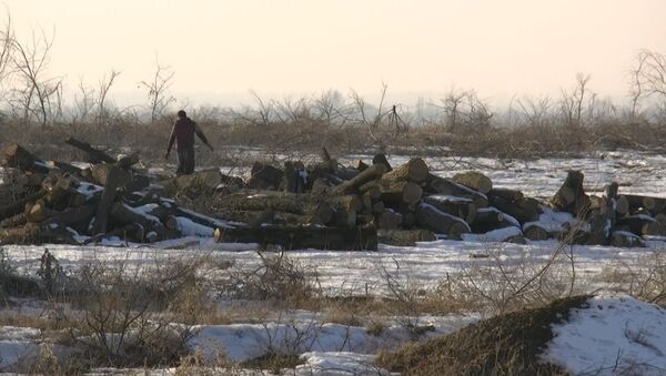 Под Бишкеком массово вырубают деревья и продают — видеодоказательство - Sputnik Кыргызстан